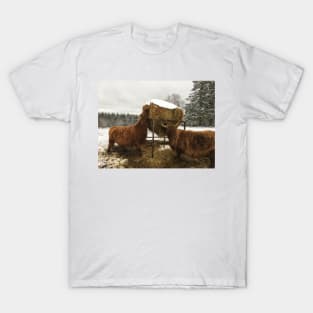 Scottish Highland Cattle Cows 2179 T-Shirt